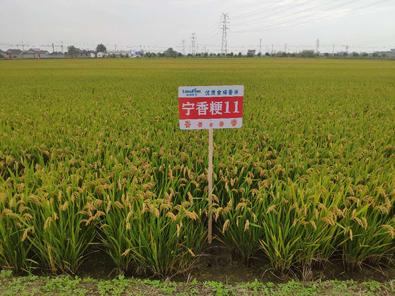寧香粳11